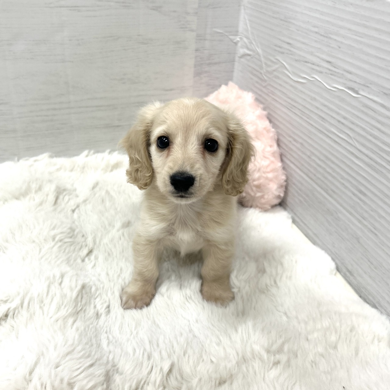 ✨にゅ～ふぇいすのダックスくん✨ | ペットショップ 犬の家&猫の里